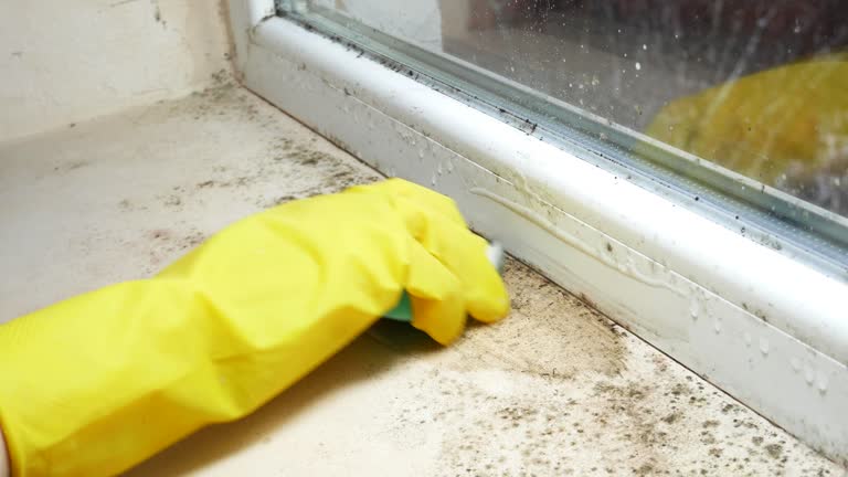 Mold Documentation for Insurance Claims in Long Grove, IL